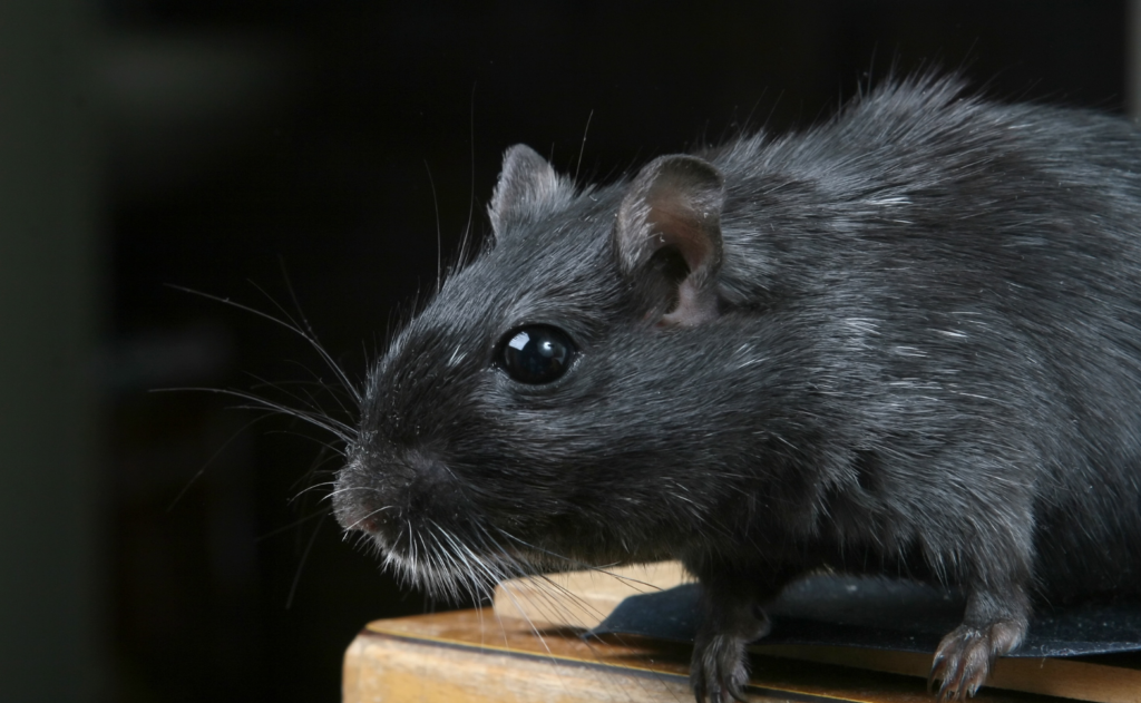 Nahaufnahme einer Ratte als Symbolbild für professionelle Schädlingsbekämpfung.